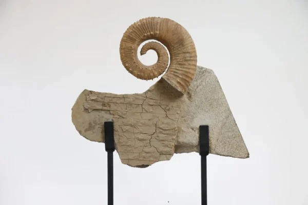 Ammonite Fossil 2