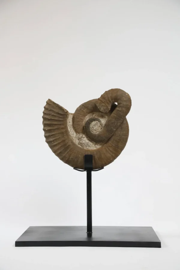 Ammonite Fossil 1